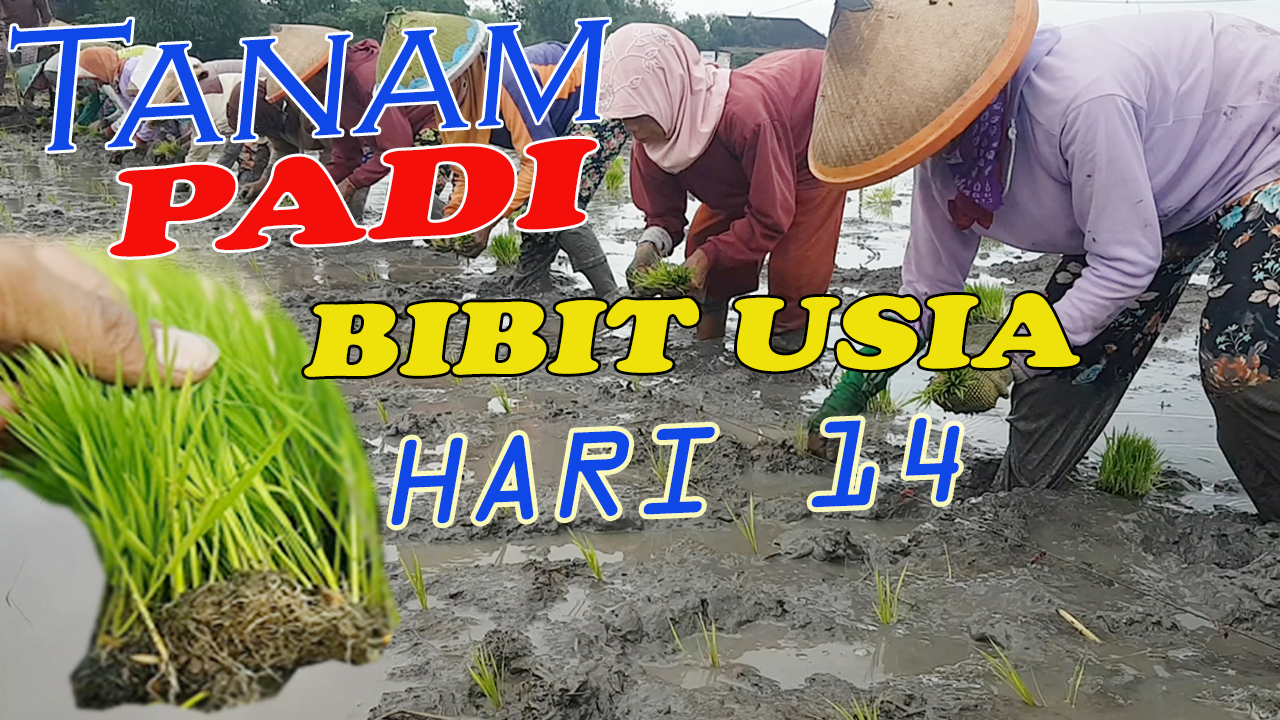 Detail Gambar Menanam Padi Nomer 52