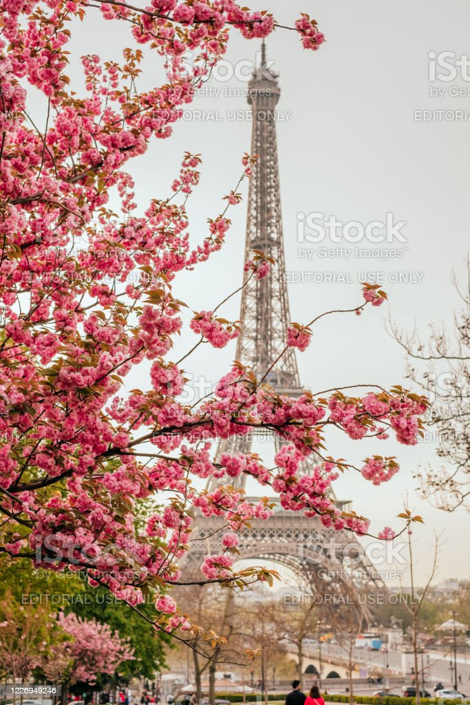 Gambar Menara Eiffel Dan Bunga Sakura - KibrisPDR