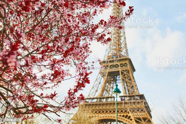 Detail Gambar Menara Eiffel Dan Bunga Sakura Nomer 10