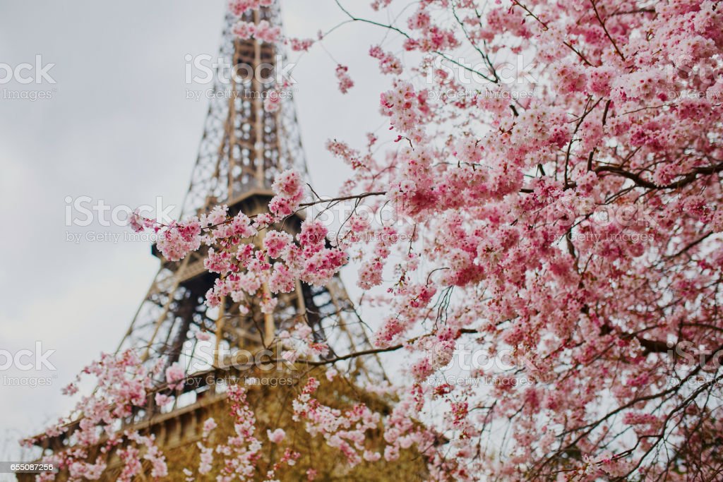 Detail Gambar Menara Eiffel Dan Bunga Sakura Nomer 11