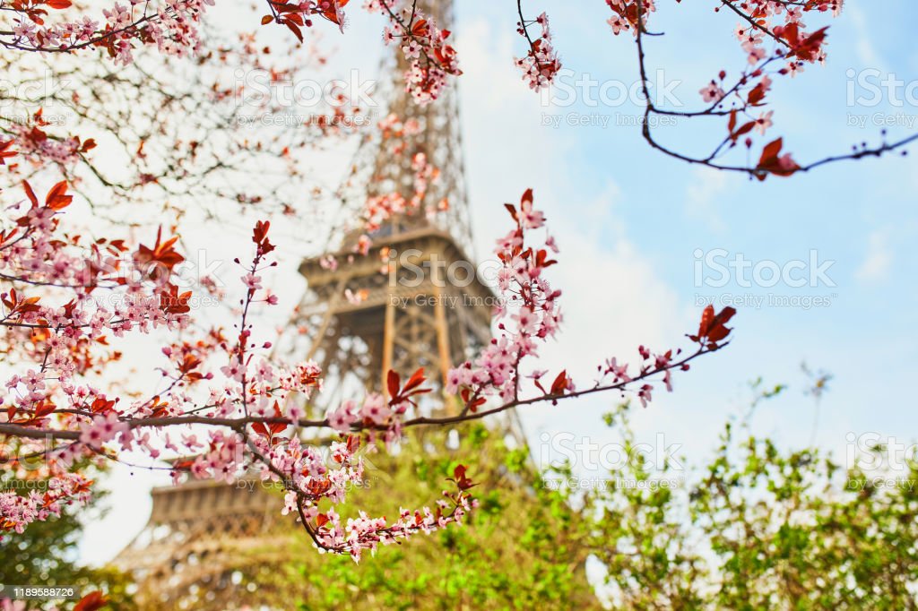 Detail Gambar Menara Eiffel Dan Bunga Sakura Nomer 12