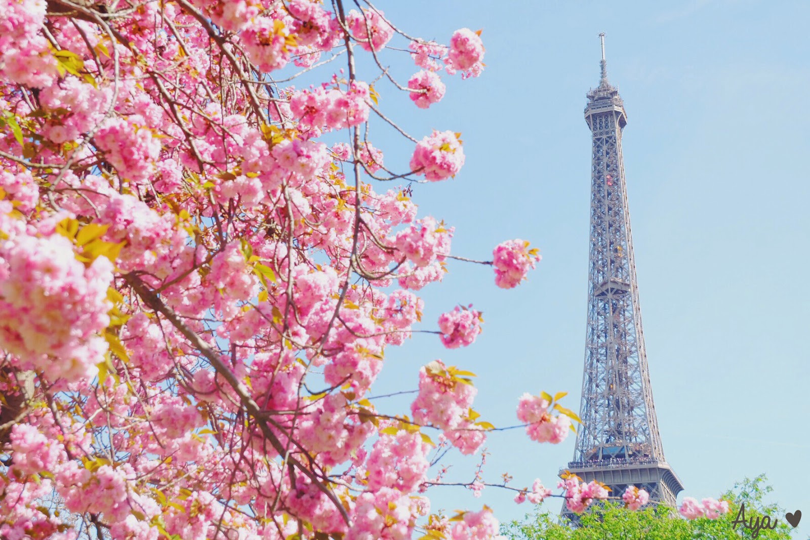 Detail Gambar Menara Eiffel Dan Bunga Sakura Nomer 15