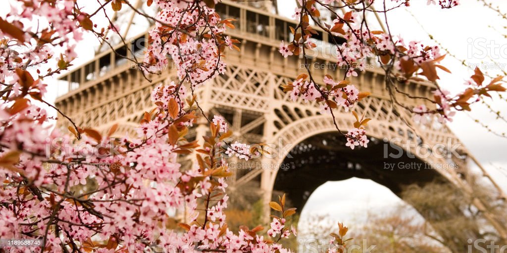 Detail Gambar Menara Eiffel Dan Bunga Sakura Nomer 17