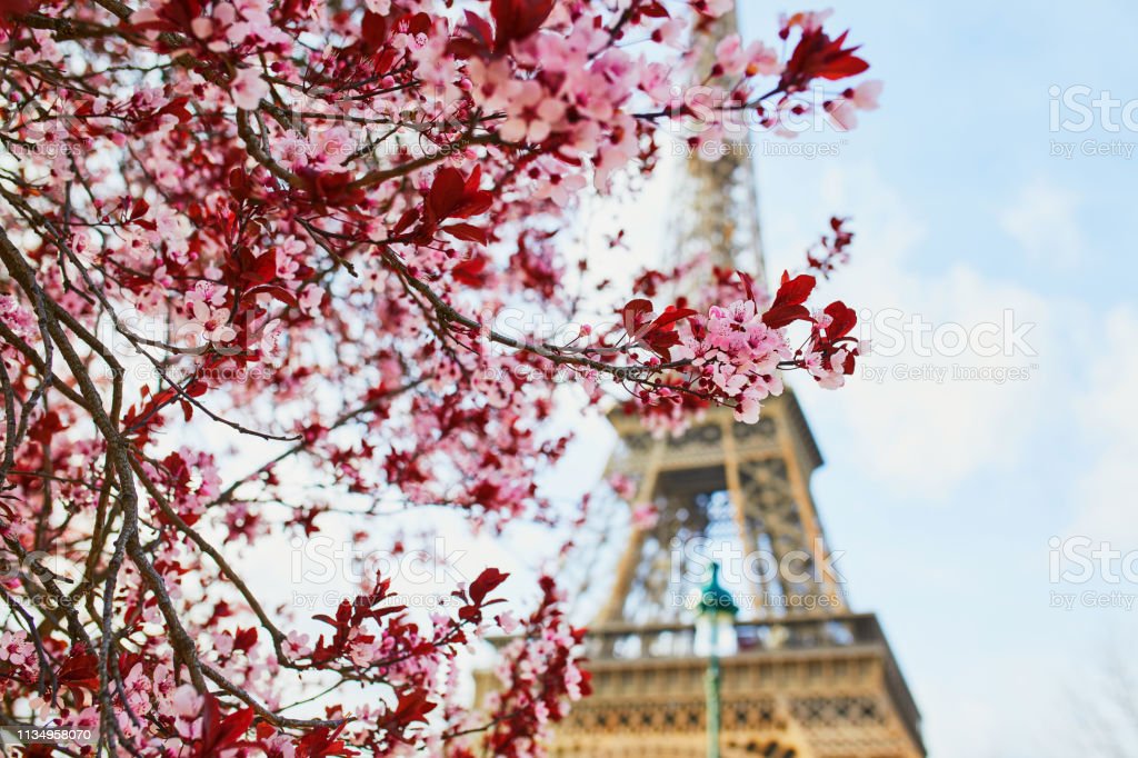 Detail Gambar Menara Eiffel Dan Bunga Sakura Nomer 3