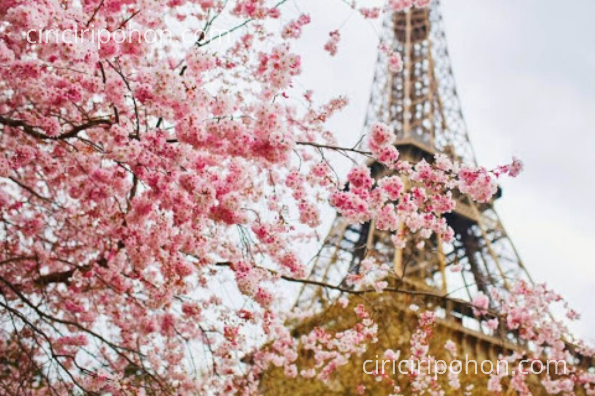 Detail Gambar Menara Eiffel Dan Bunga Sakura Nomer 20