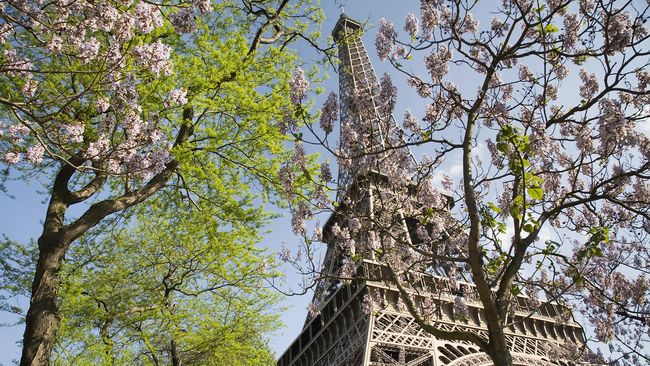 Detail Gambar Menara Eiffel Dan Bunga Sakura Nomer 31