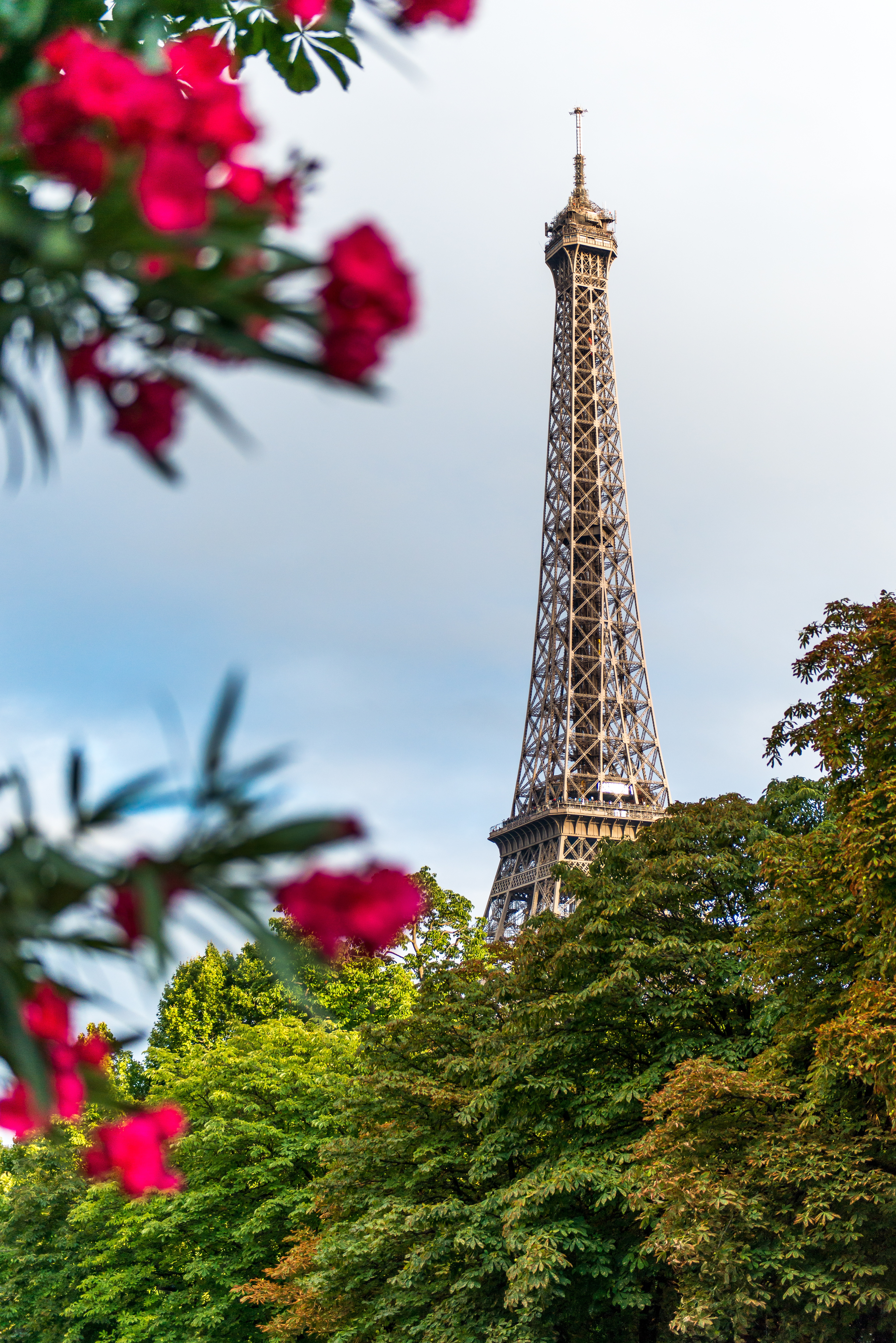 Detail Gambar Menara Eiffel Dan Bunga Sakura Nomer 38