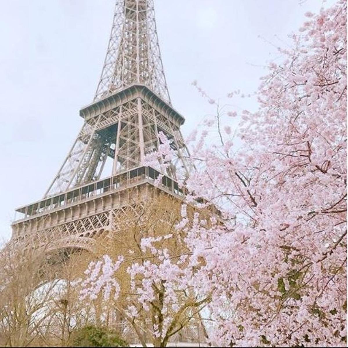 Detail Gambar Menara Eiffel Dan Bunga Sakura Nomer 5