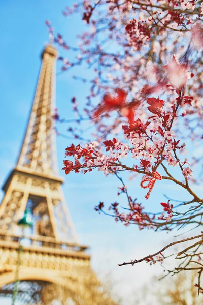 Detail Gambar Menara Eiffel Dan Bunga Sakura Nomer 48