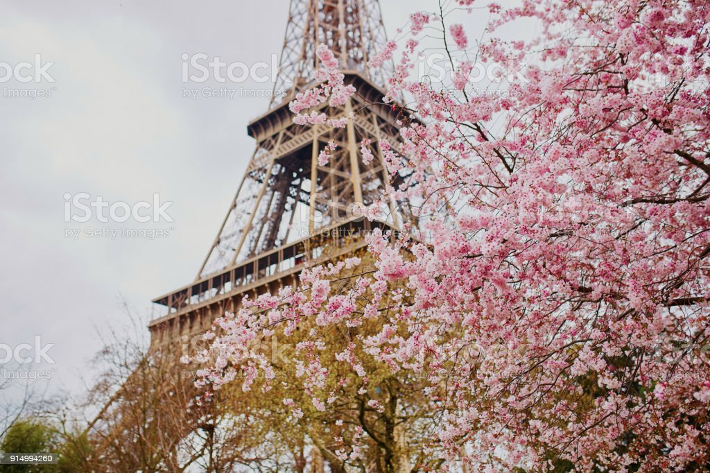 Detail Gambar Menara Eiffel Dan Bunga Sakura Nomer 8