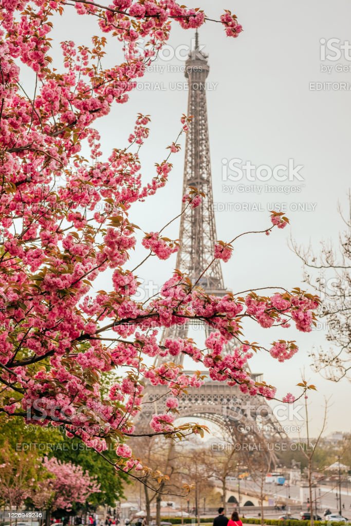 Detail Gambar Menara Eiffel Pink Nomer 34
