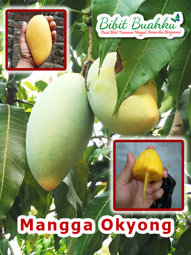 Detail Gambar Mencuri Mangga Di Pohon Mangga Nomer 45