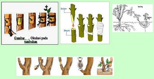 Detail Gambar Menempel Vegetatif Nomer 13