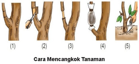 Detail Gambar Menempel Vegetatif Nomer 15