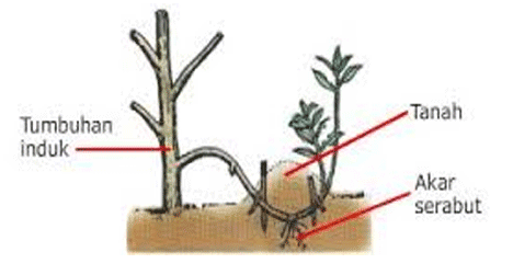 Detail Gambar Menempel Vegetatif Nomer 27