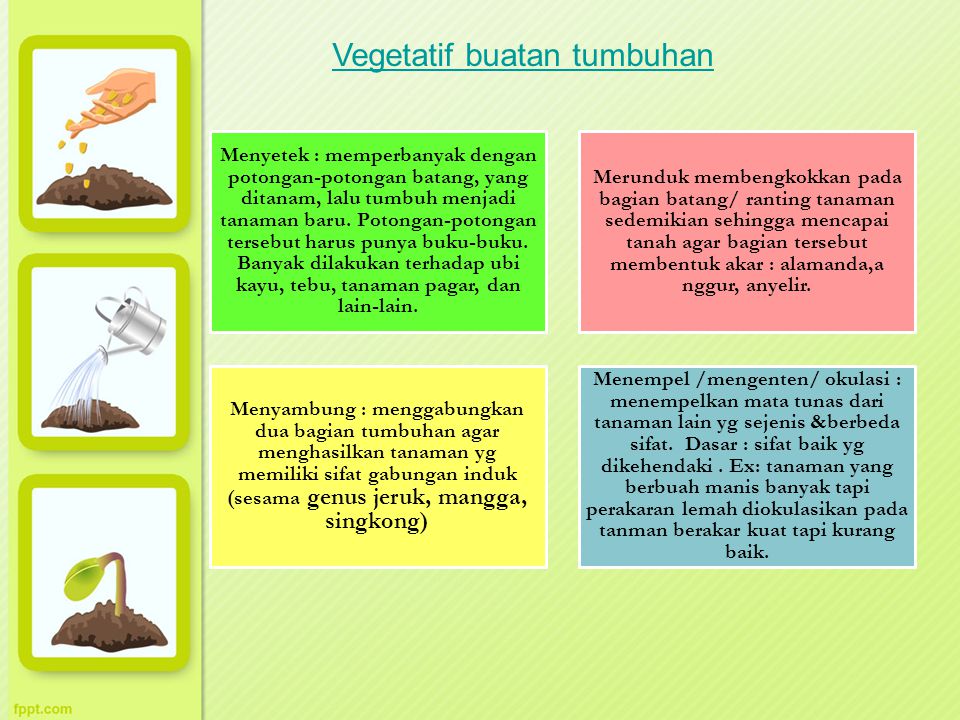 Detail Gambar Menempel Vegetatif Nomer 33