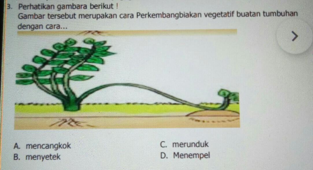 Detail Gambar Menempel Vegetatif Nomer 37