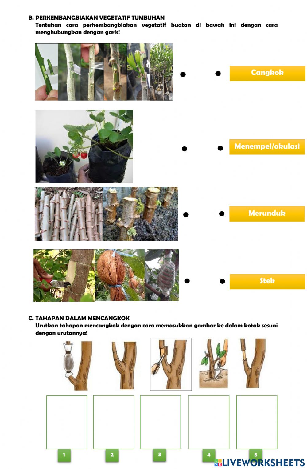 Detail Gambar Menempel Vegetatif Nomer 38