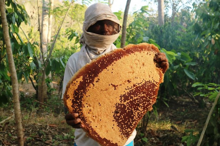 Detail Gambar Mengambil Madu Di Sarang Lebah Nomer 2