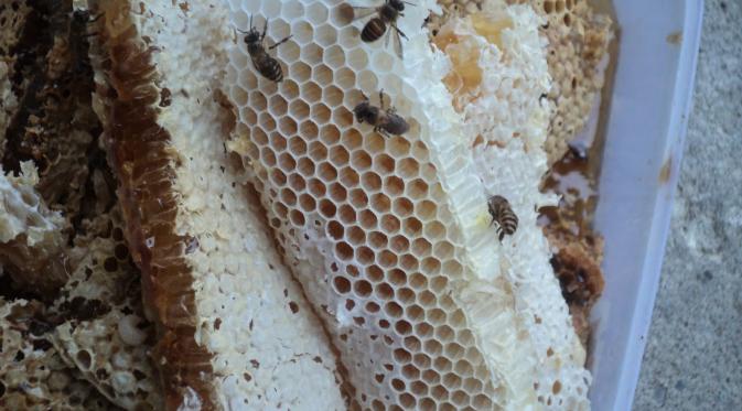 Detail Gambar Mengambil Madu Di Sarang Lebah Nomer 18