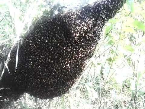 Detail Gambar Mengambil Madu Di Sarang Lebah Nomer 21