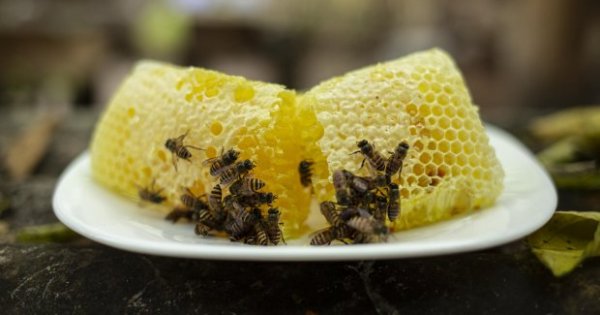 Detail Gambar Mengambil Madu Di Sarang Lebah Nomer 26