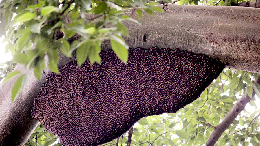Detail Gambar Mengambil Madu Di Sarang Lebah Nomer 31