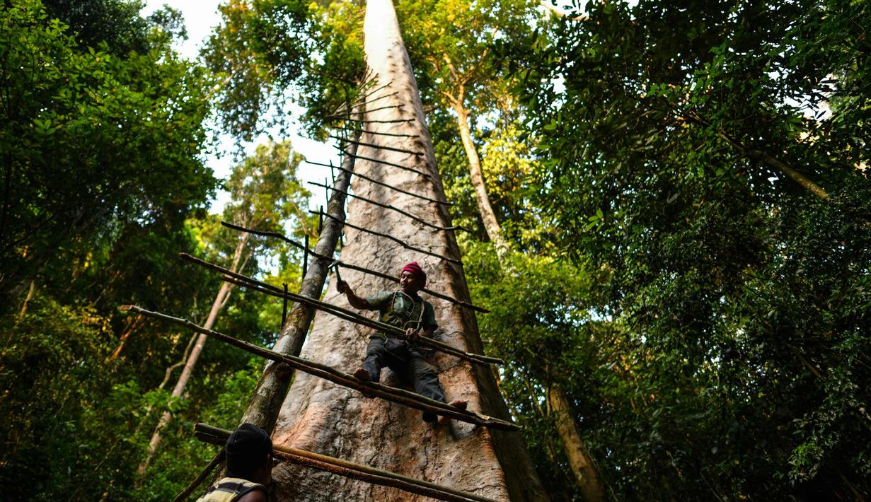 Detail Gambar Mengambil Madu Di Sarang Lebah Nomer 45