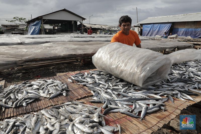 Detail Gambar Mengeringkan Ikan Nomer 26