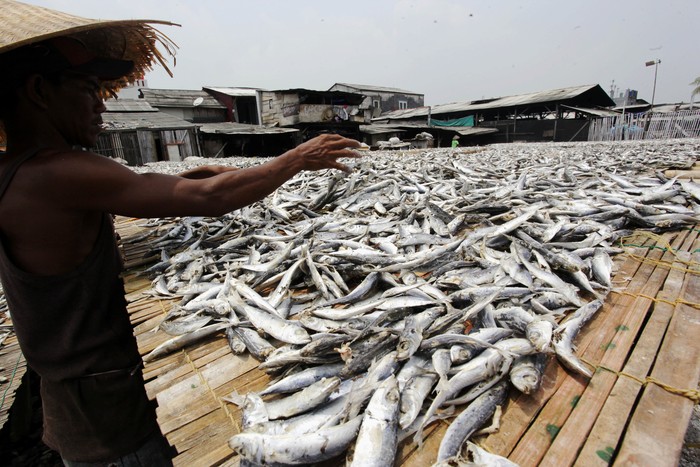 Detail Gambar Mengeringkan Ikan Nomer 27