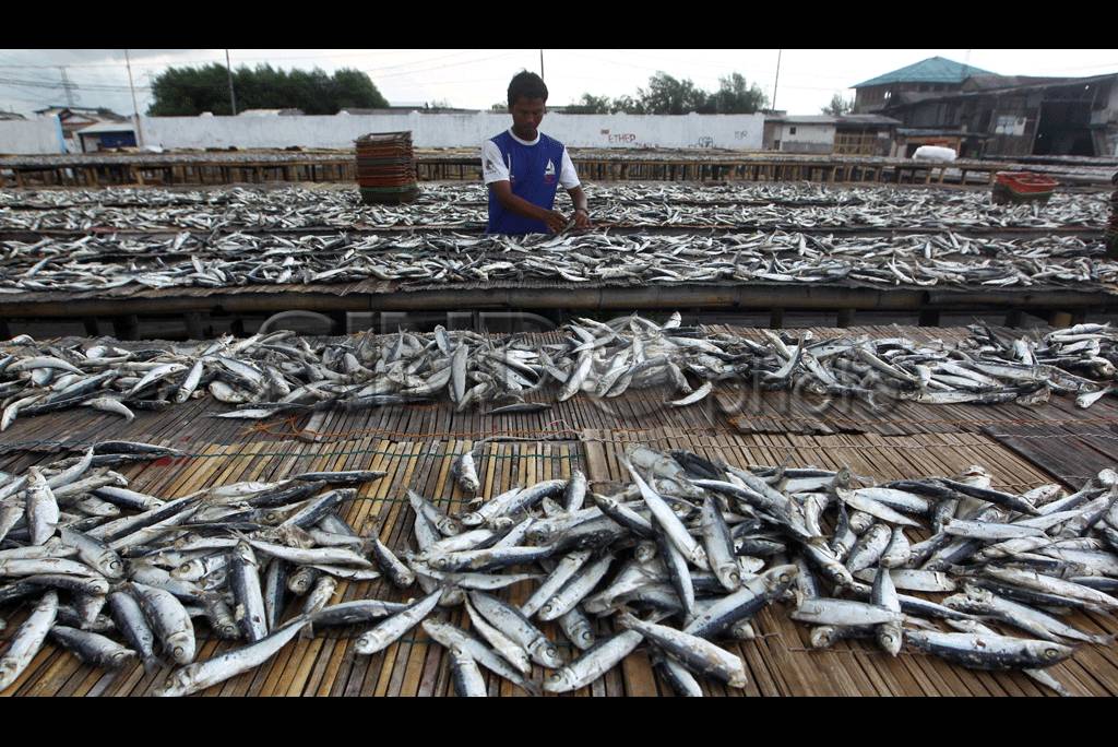 Detail Gambar Mengeringkan Ikan Nomer 33