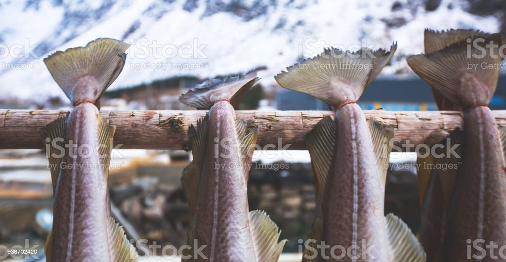 Detail Gambar Mengeringkan Ikan Nomer 40