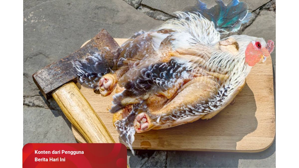 Detail Gambar Menyembelih Ayam Nomer 26