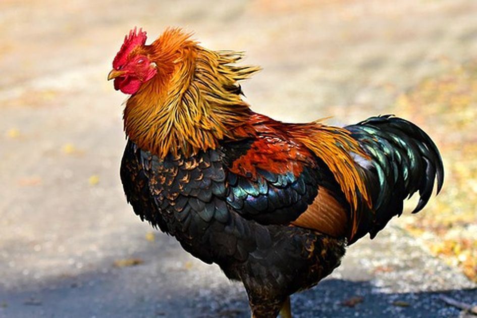 Detail Gambar Menyembelih Ayam Nomer 32