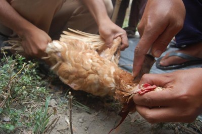 Detail Gambar Menyembelih Ayam Nomer 35