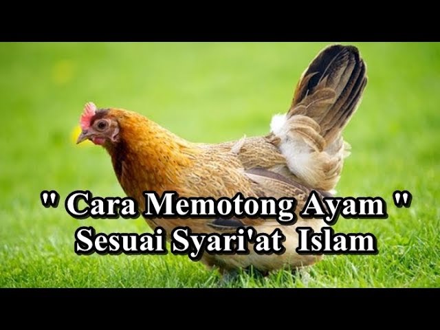 Detail Gambar Menyembelih Ayam Nomer 54