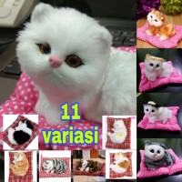 Detail Gambar Meong Yang Lucu Nomer 56