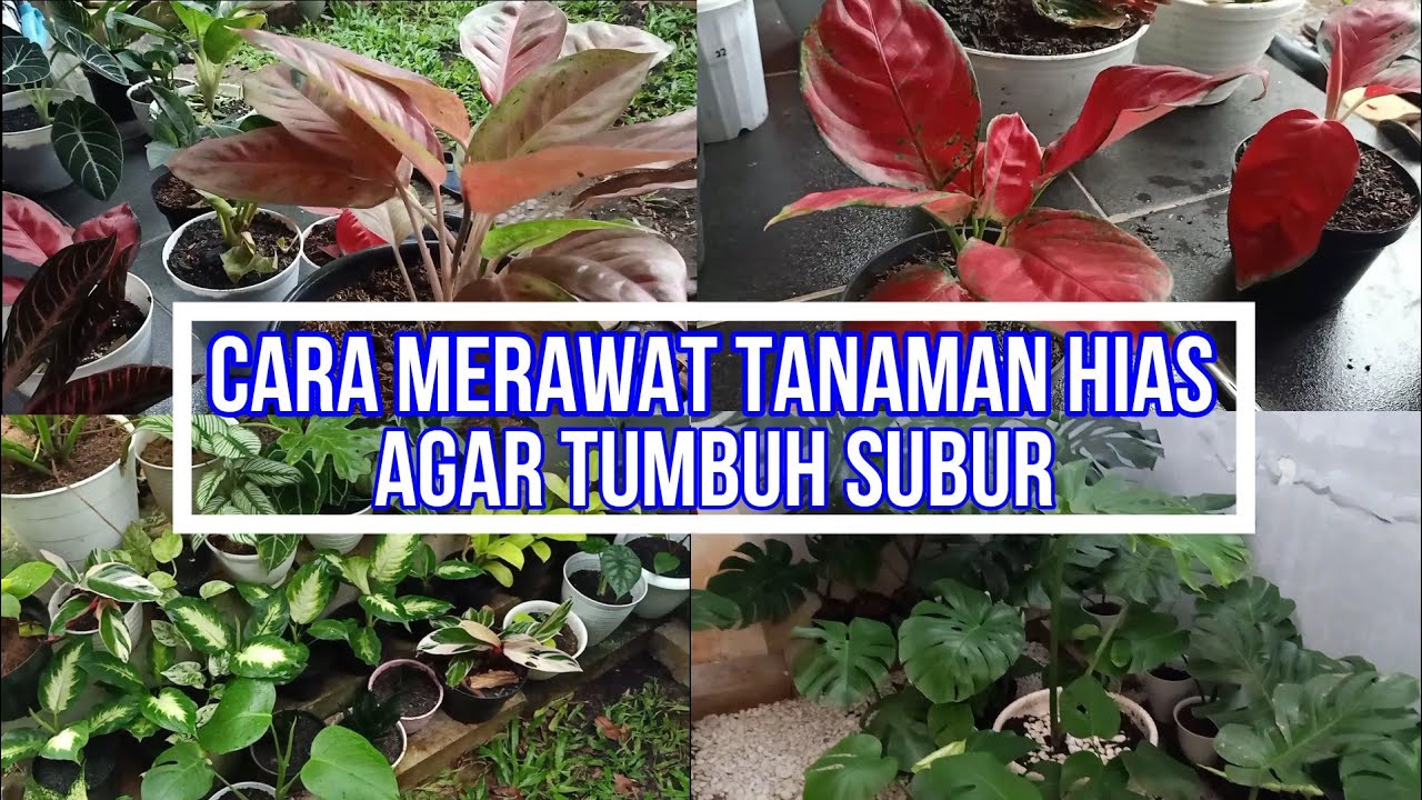 Detail Gambar Merawat Tanaman Nomer 49