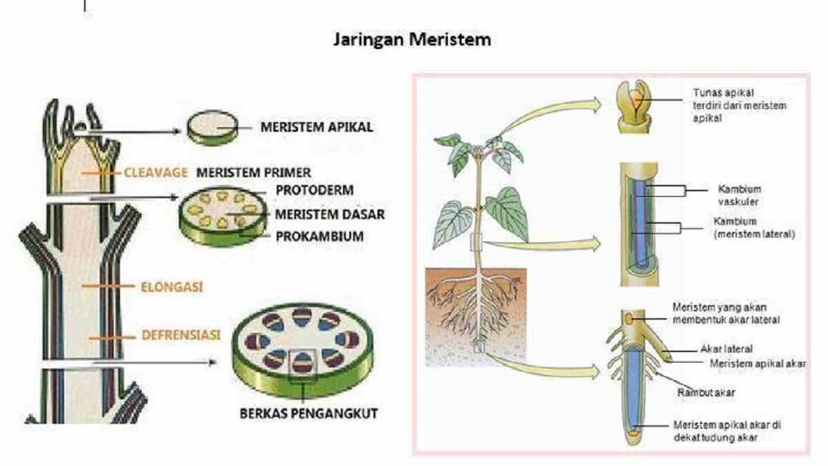 Detail Gambar Meristem Interkalar Nomer 15