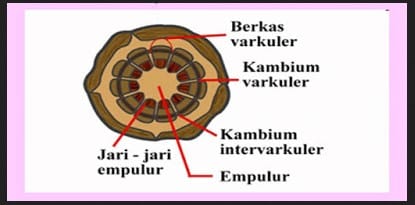 Detail Gambar Meristem Interkalar Nomer 17