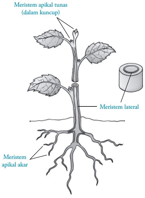 Detail Gambar Meristem Interkalar Nomer 22