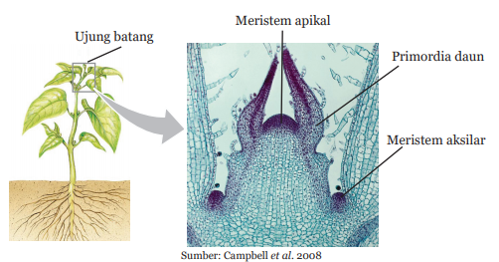 Detail Gambar Meristem Interkalar Nomer 35