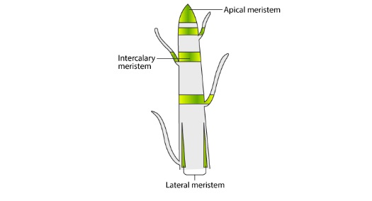 Detail Gambar Meristem Interkalar Nomer 36