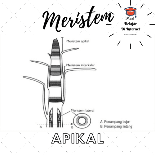 Detail Gambar Meristem Interkalar Nomer 37