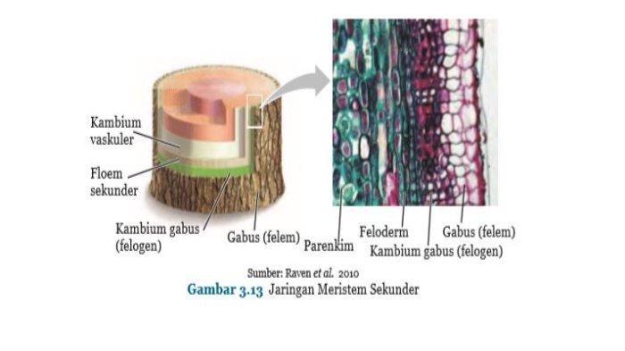 Detail Gambar Meristem Interkalar Nomer 46