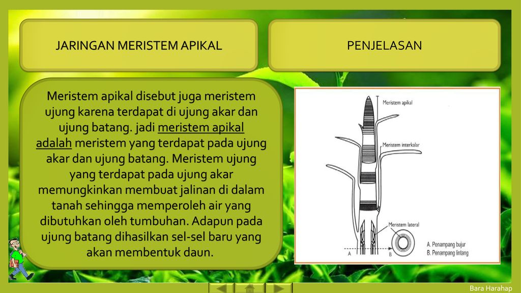 Detail Gambar Meristem Interkalar Nomer 47