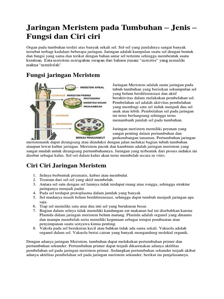 Detail Gambar Meristem Primer Nomer 34