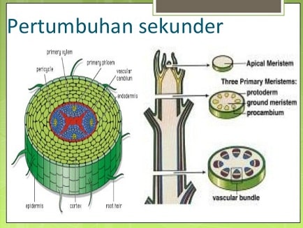 Detail Gambar Meristem Sekunder Nomer 27