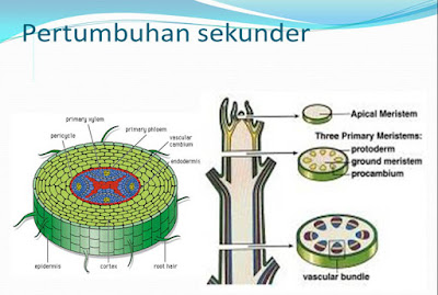 Detail Gambar Meristem Sekunder Nomer 5