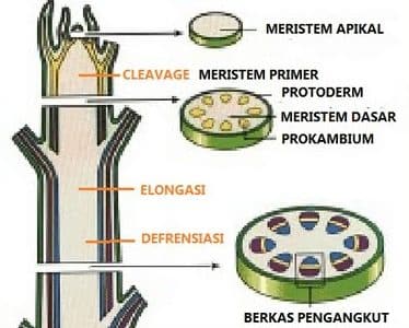 Detail Gambar Meristem Sekunder Nomer 9